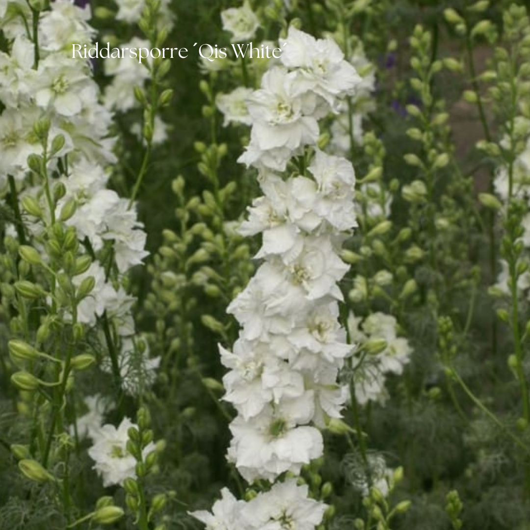 Riddarsporre Frö ‘QIS White’ NYHET!