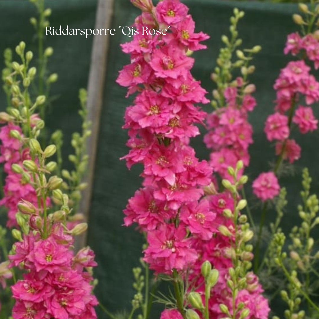 Riddarsporre Frö ´Qis Rose´ NYHET!