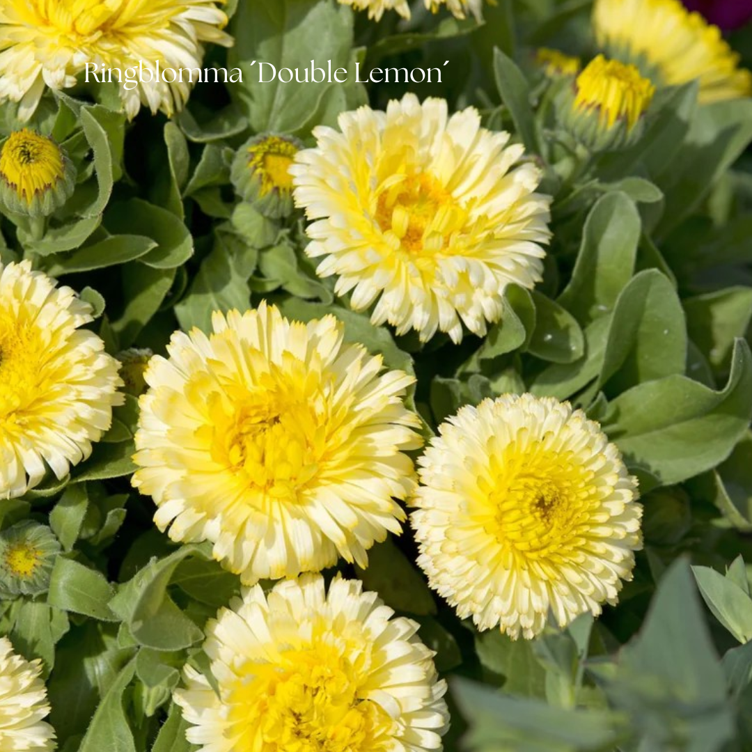 Ringblomma Frö ´Double Lemon´