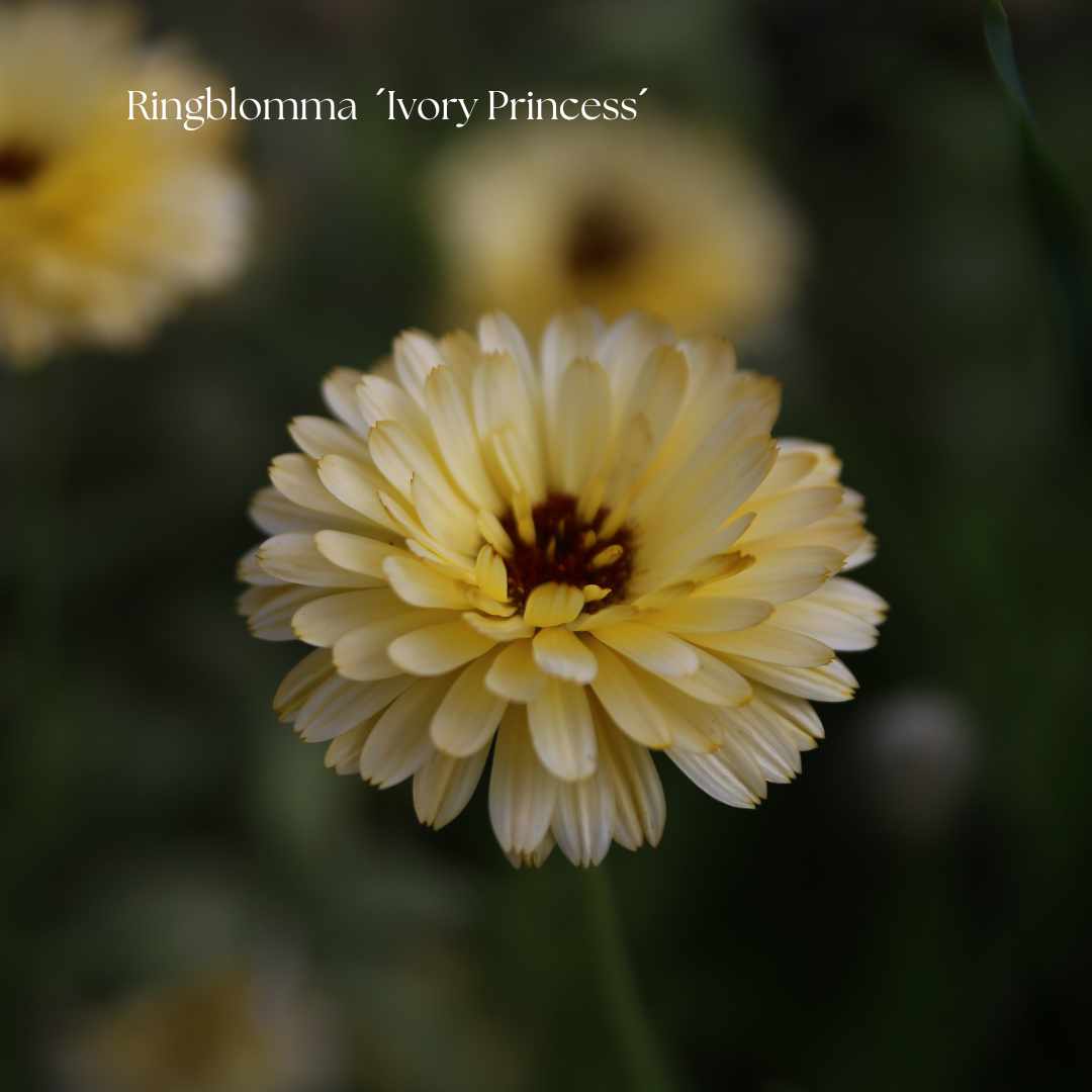 Ringblomma Frö ´Ivory Princess´