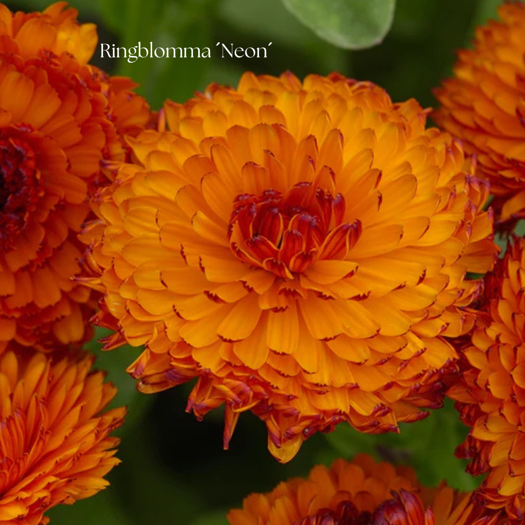 Ringblomma Frö ´Neon´