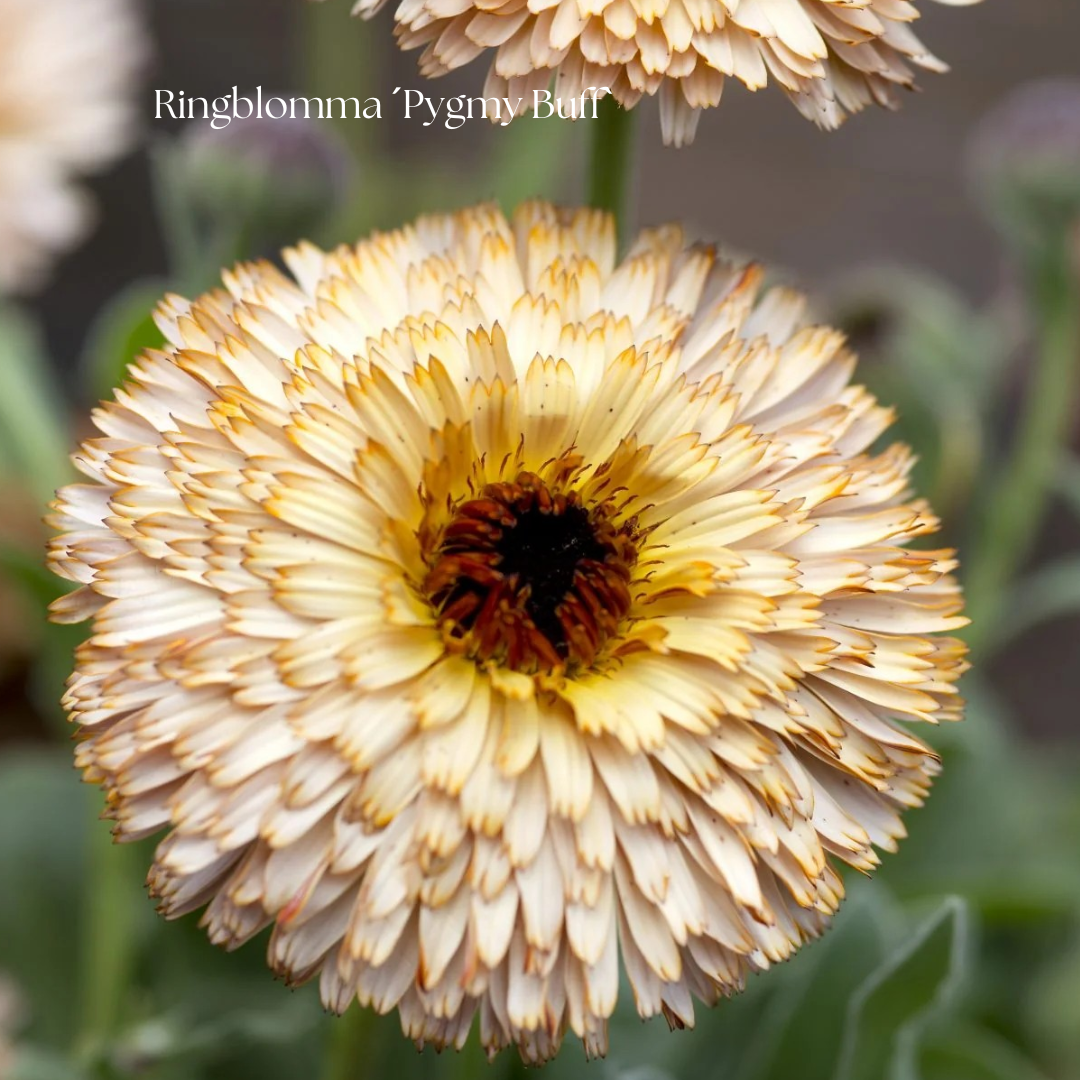 Ringblomma Frö ´Pygmy Buff`