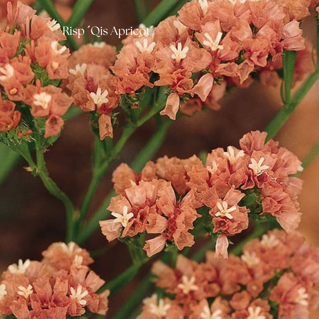 Risp Frö ´Qis Apricot´ NYHET!