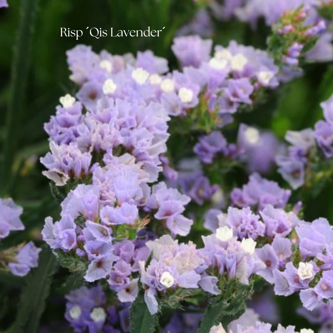 Risp Frö ’QIS Lavender’ – Lavendellila risp för snitt & torkning ...