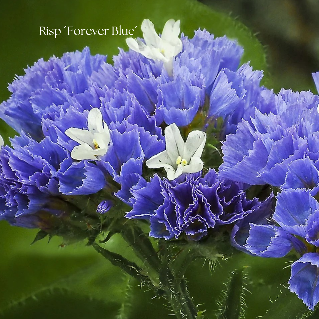 Risp Frö ´Forever Blue´