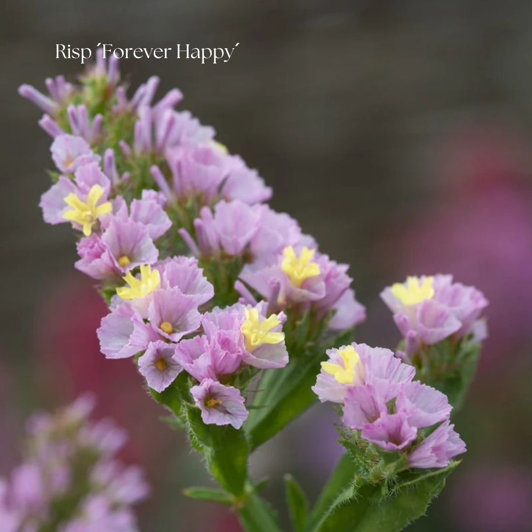 Risp Frö ´Forever Happy´