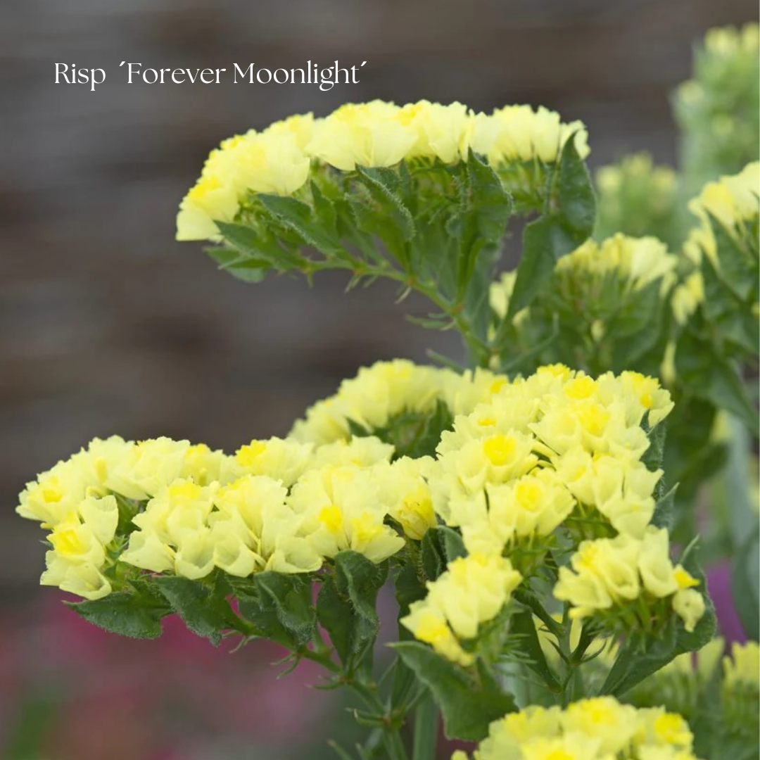 Risp Frö ´Forever Moonlight´