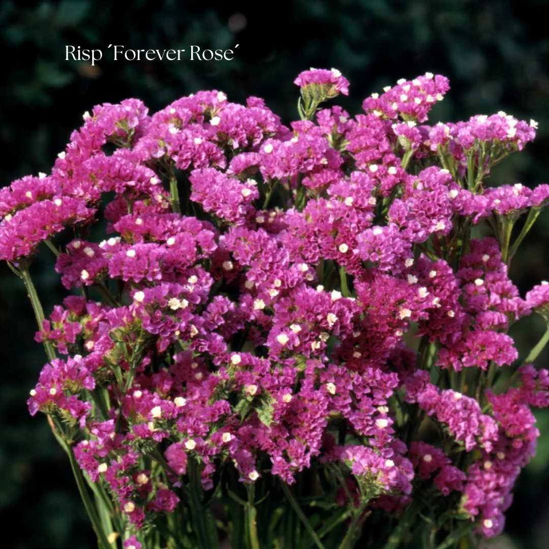 Risp Frö ´Forever Rose´