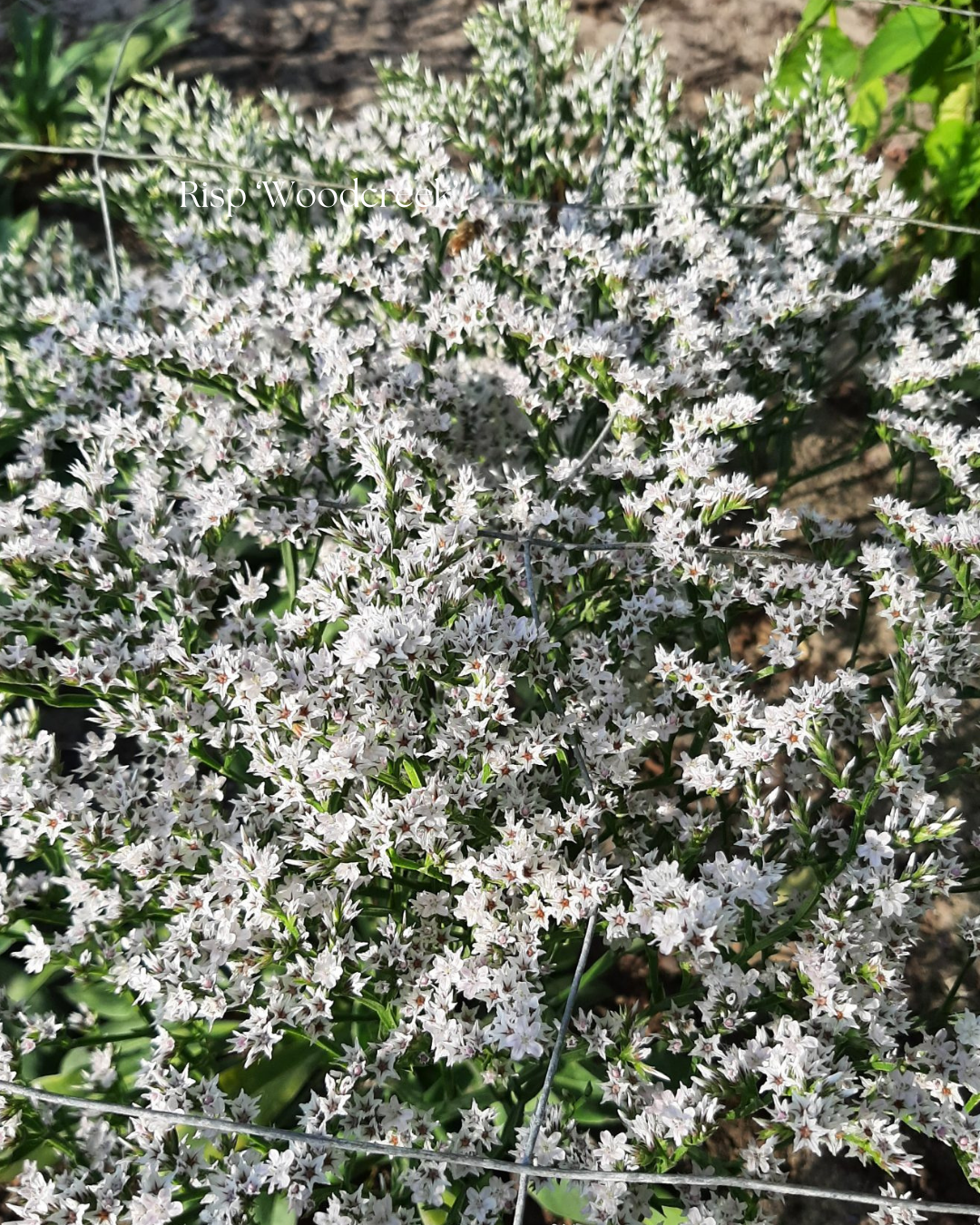 Risp Frö ‘Woodcreek’