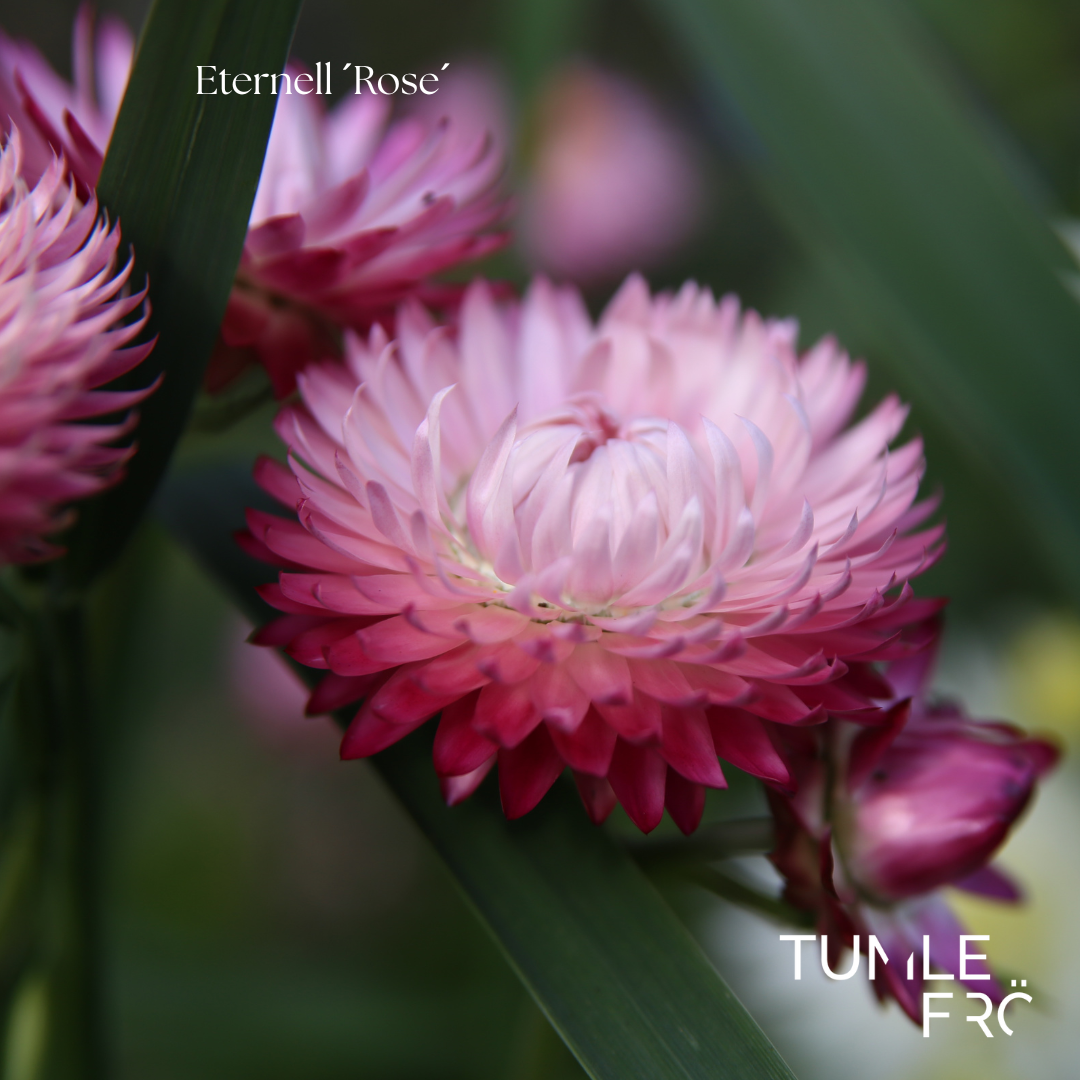 Eternell Frö ’Rose’ – Rosa blommor för snitt & torkning – Tumle Frö