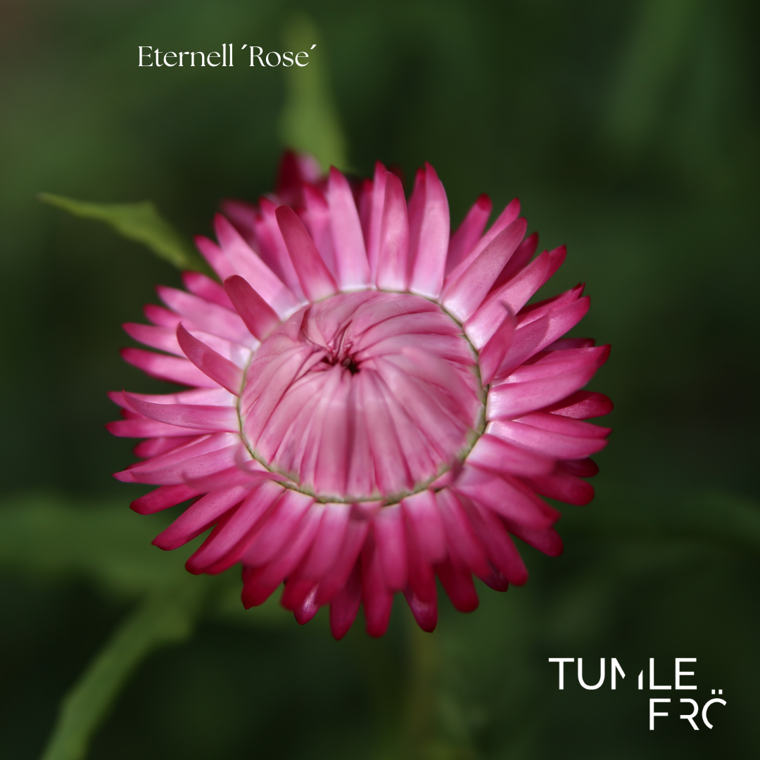 Eternell Frö ´Rose´