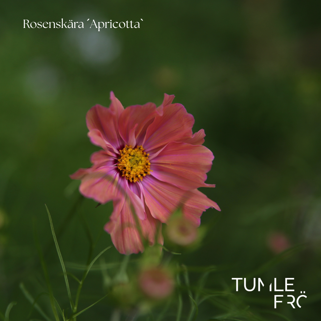 Rosenskära Frö ´Apricotta´