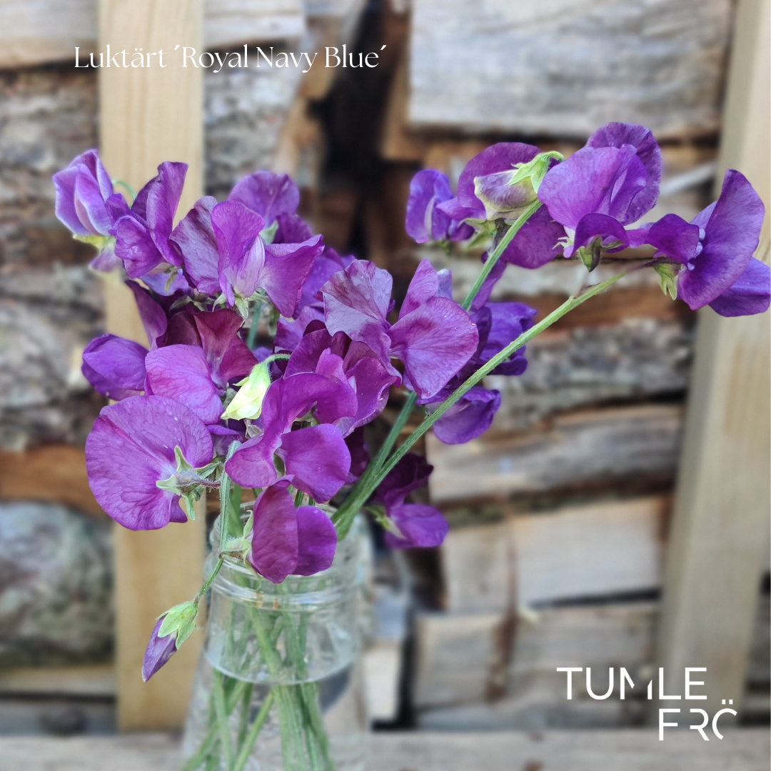 Luktärt Frö ´Royal Navy Blue´