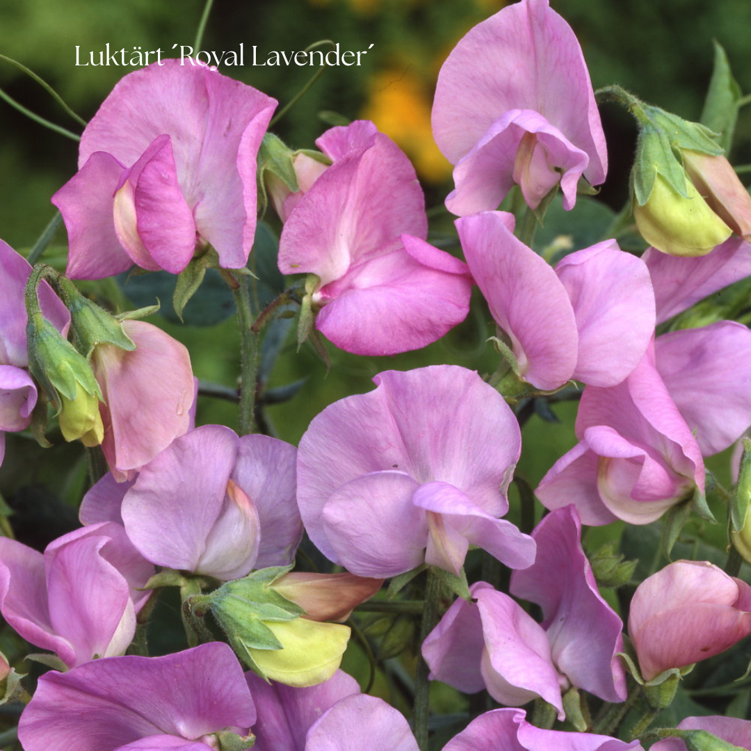 Luktärt Frö ´Royal Lavender´