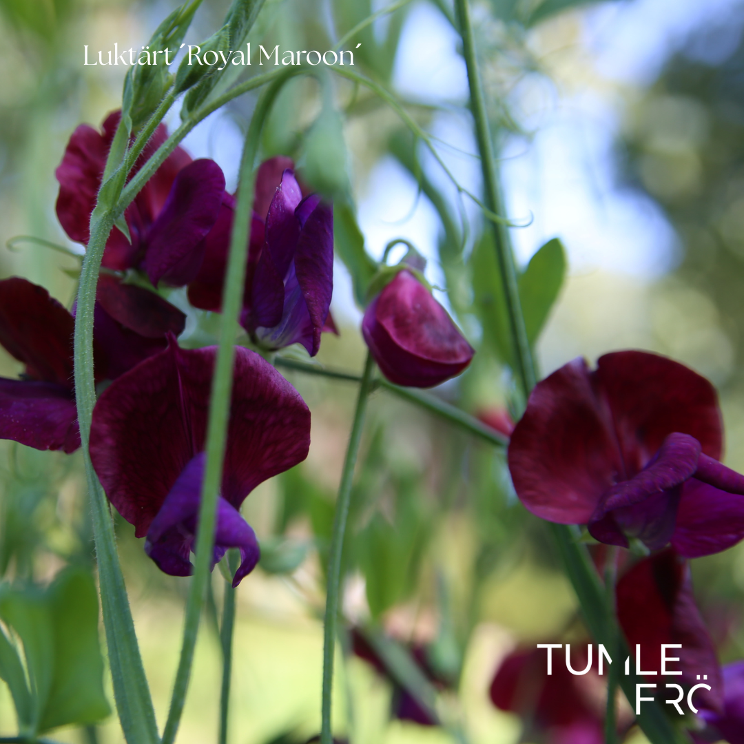 Luktärt Frö ´Royal Maroon´