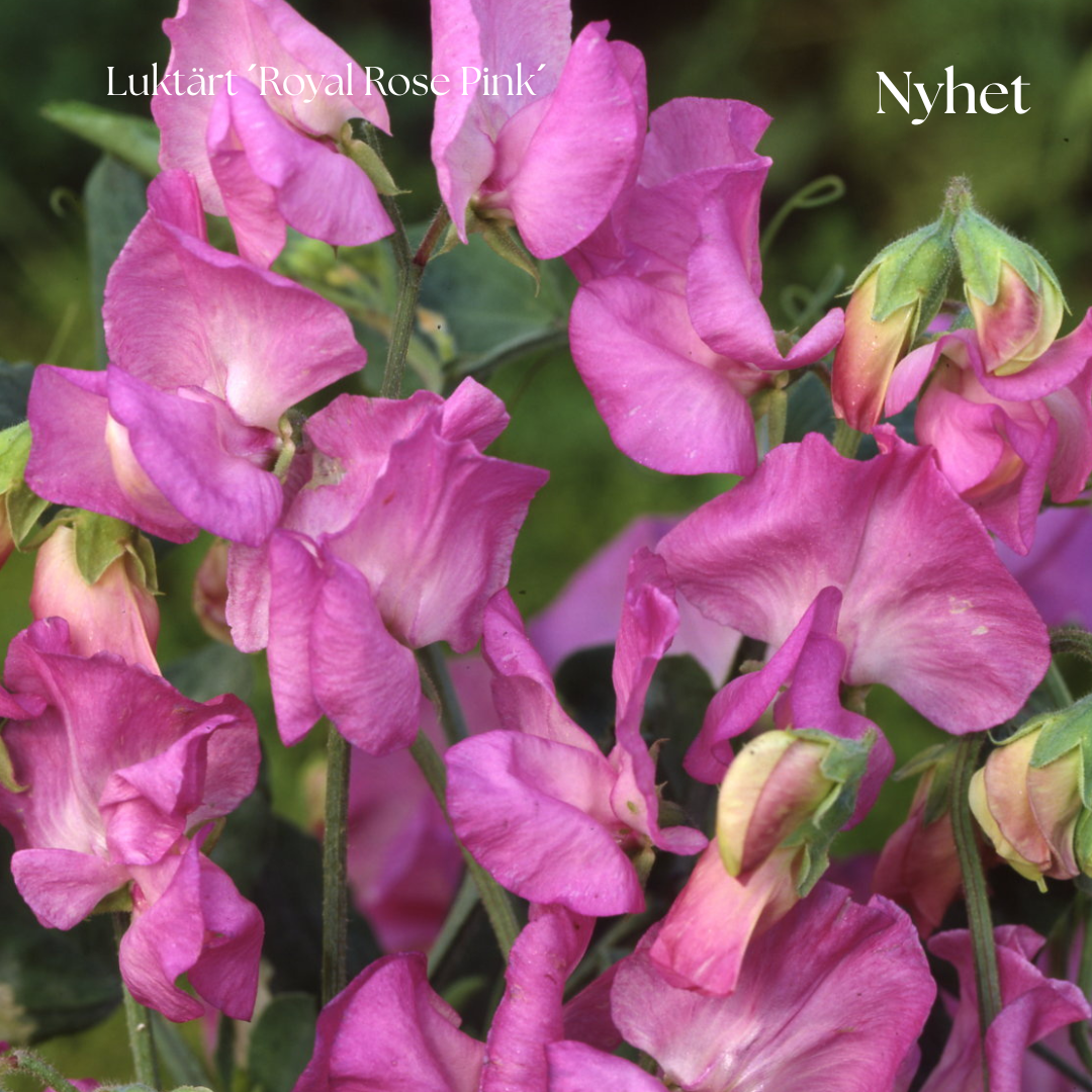 Luktärt Frö ´Royal Rose Pink´ NYHET!