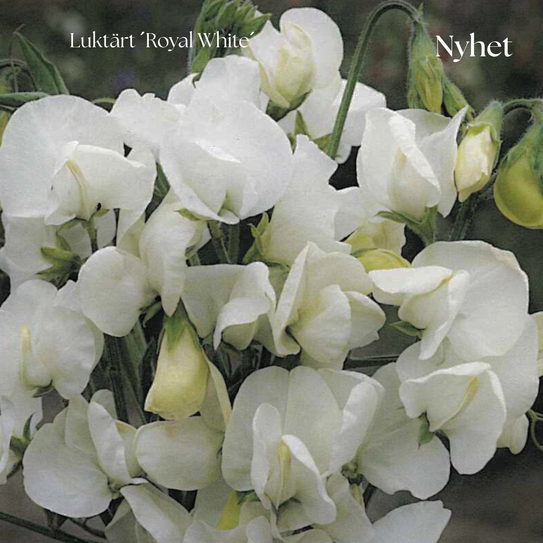 Luktärt Frö ´Royal White´ NYHET!