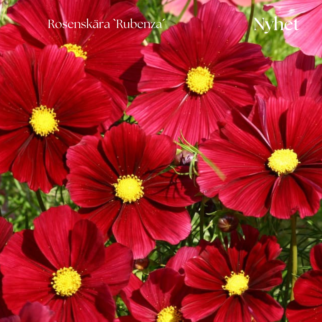 Rosenskära Frö ´Rubenza´NYHET!