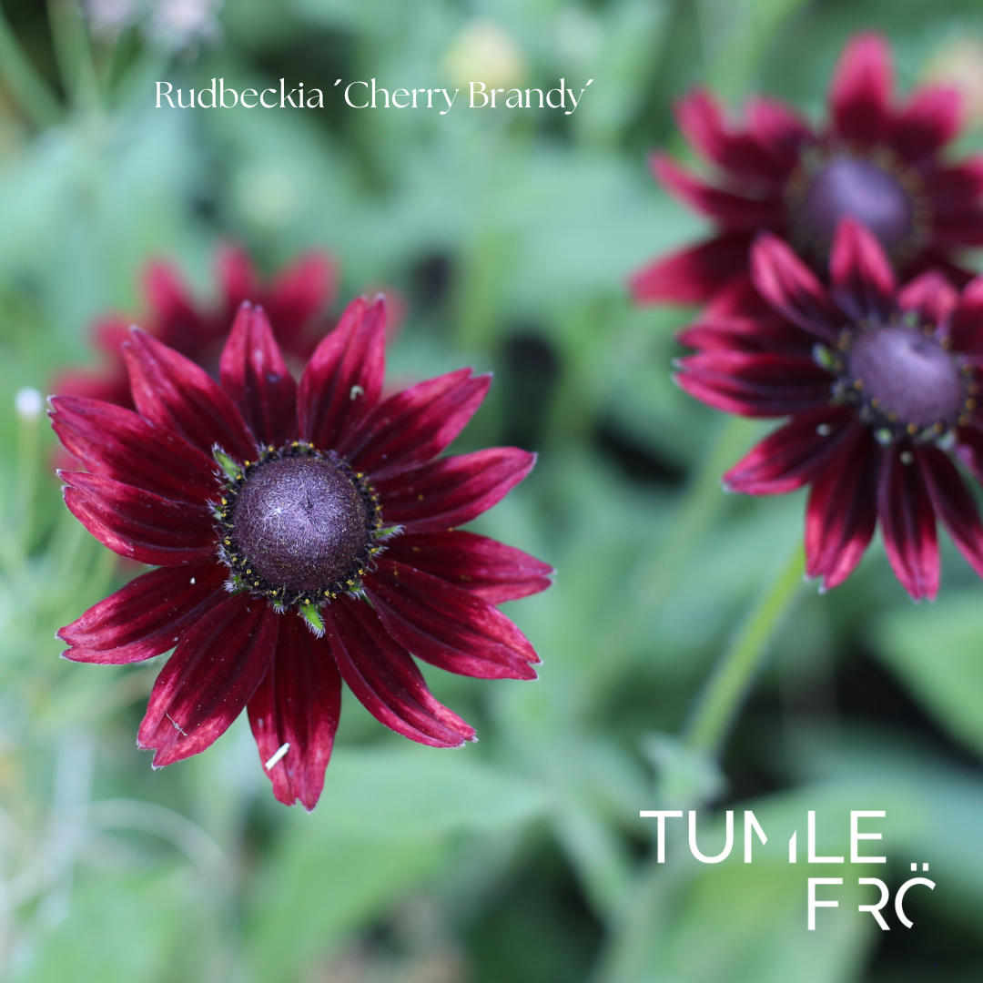 Rudbeckia Frö ´Cherry Brandy´