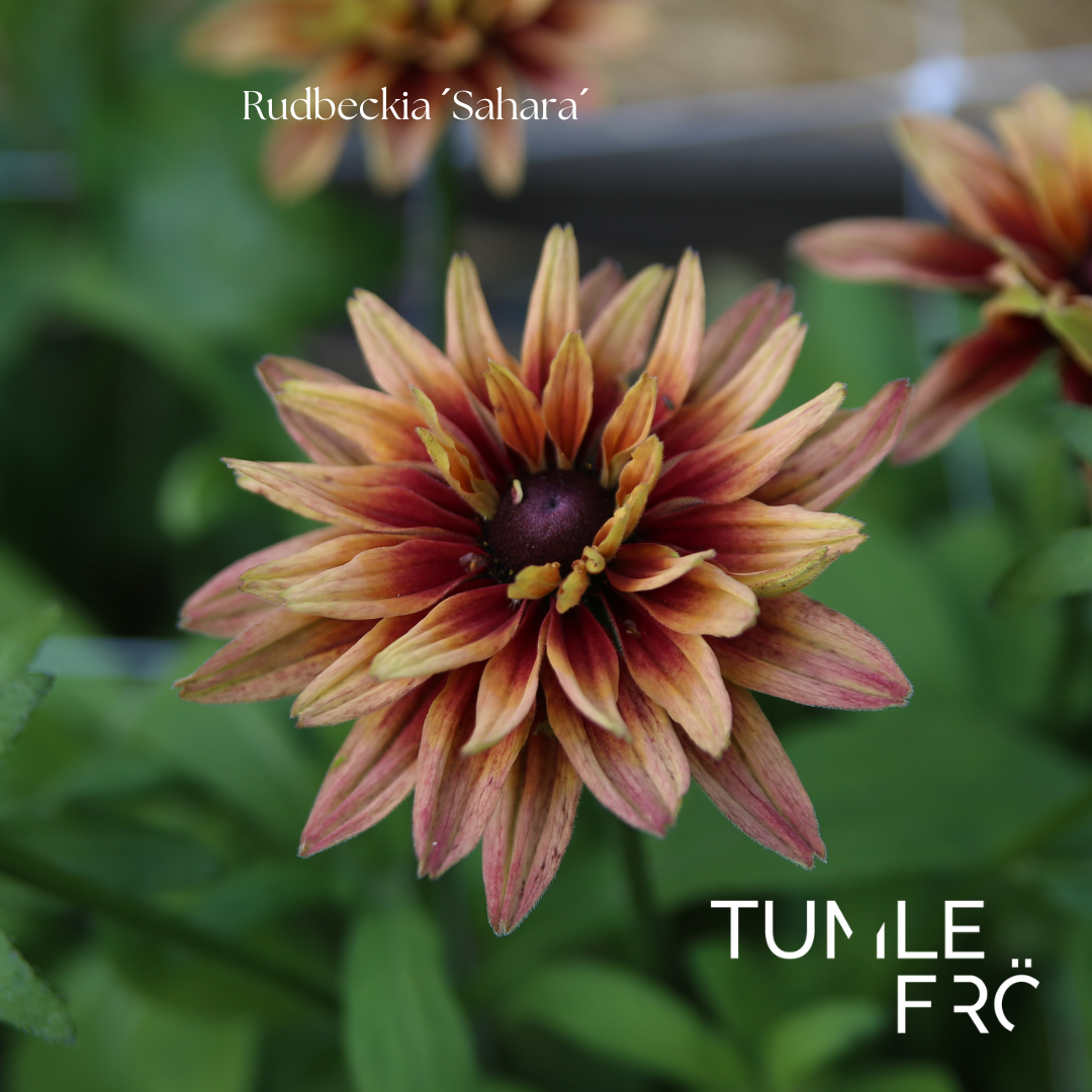Rudbeckia Frö ´Sahara´
