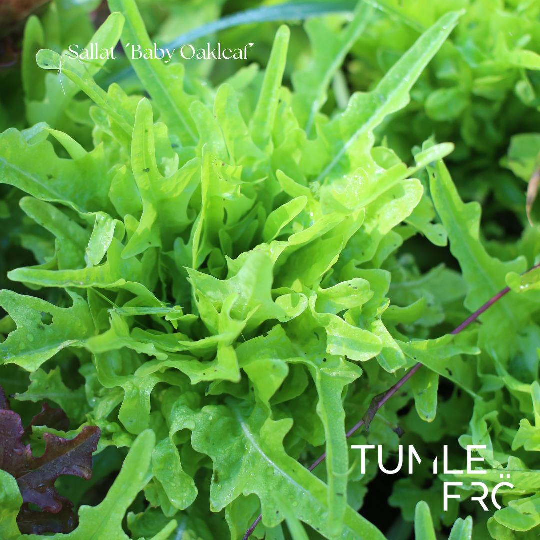 Sallat Frö ’Baby Oakleaf’ – Mild plocksallat med ekbladsform – Tumle Frö