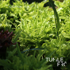 Sallat Frö ´Baby Oakleaf´