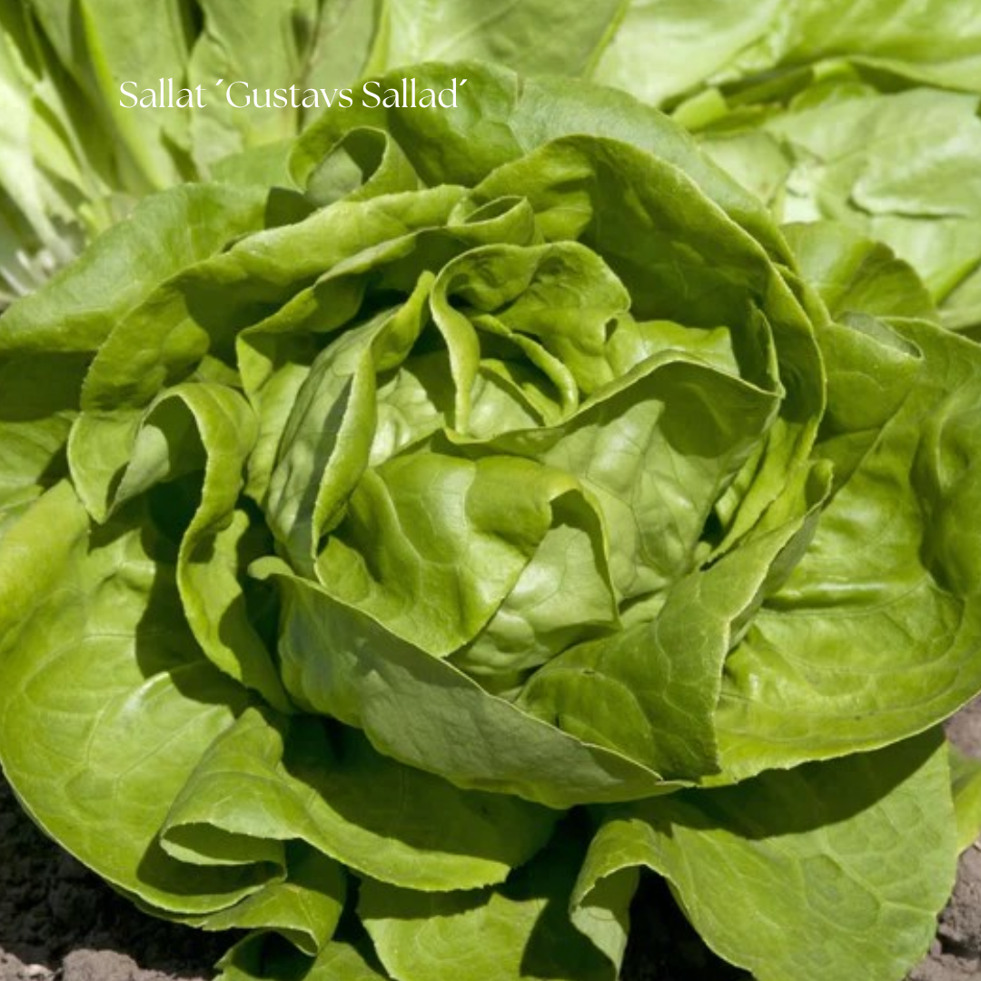 Sallat Frö ´Gustavs Sallad´