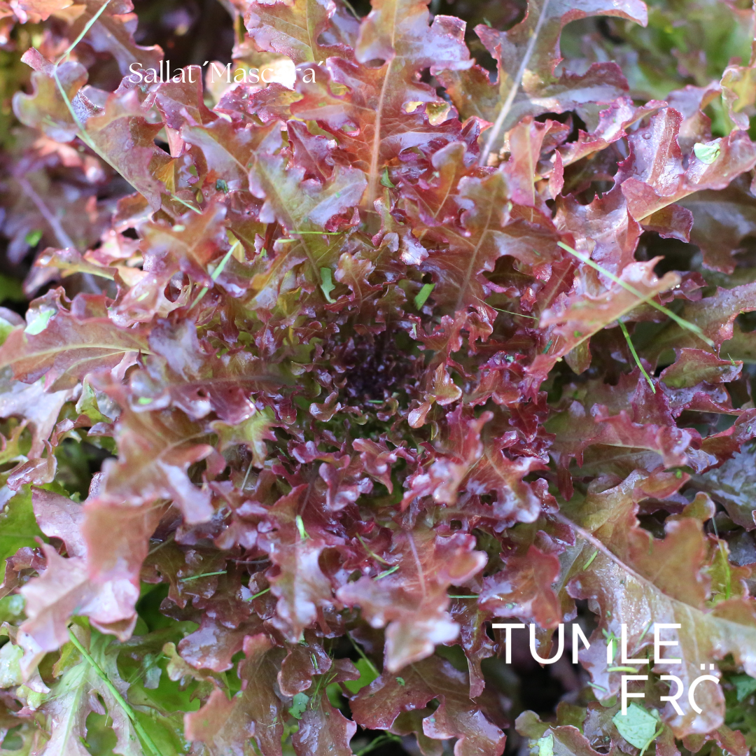 Sallat Frö ´Mascara´