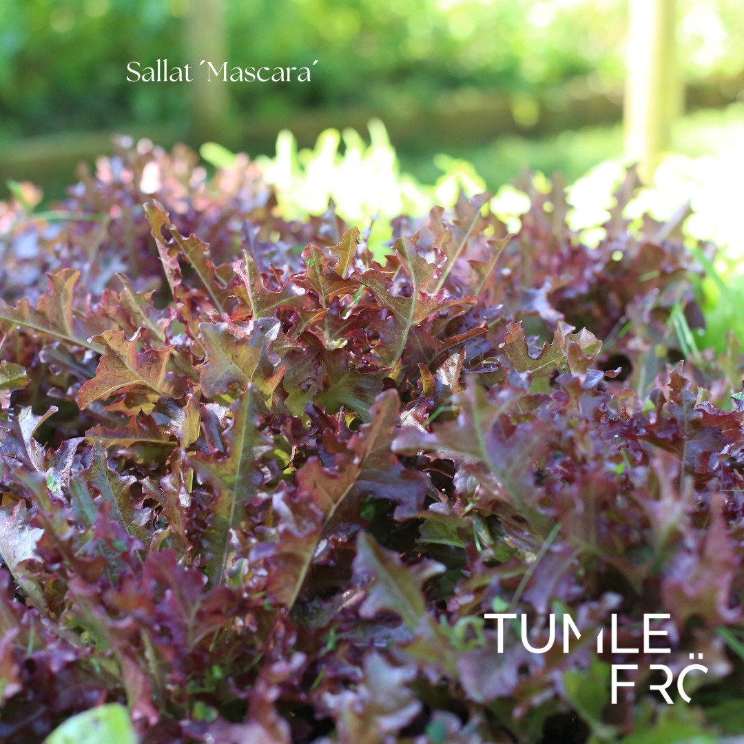 Sallat Frö ´Mascara´