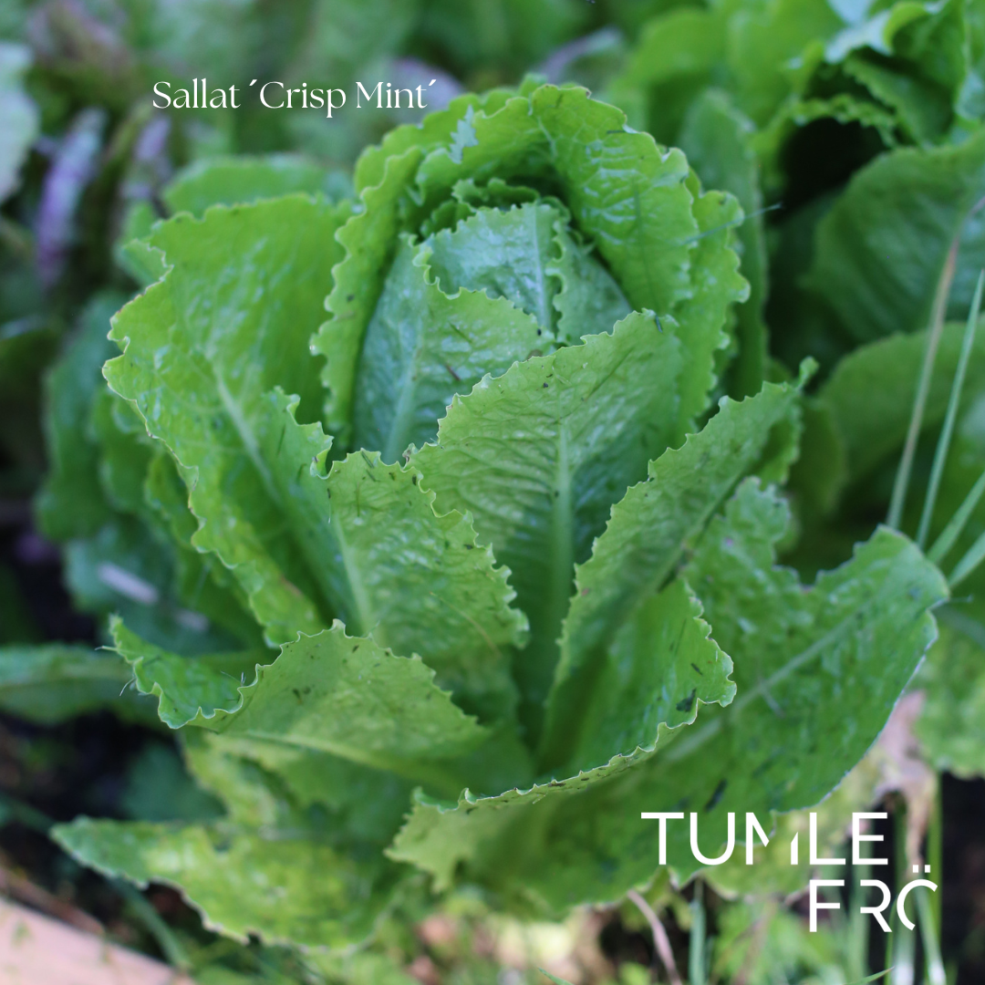 Sallat frö ´Crisp Mint´