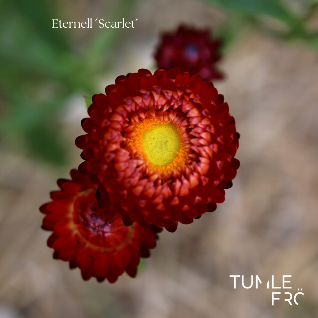 Eternell Frö ´Scarlet´