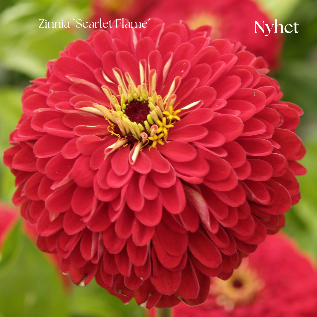 Zinnia Frö ´Scarlet Flame´ NYHET!