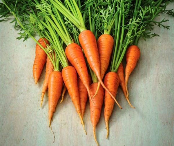 Morot Frö `Short N Sweet´