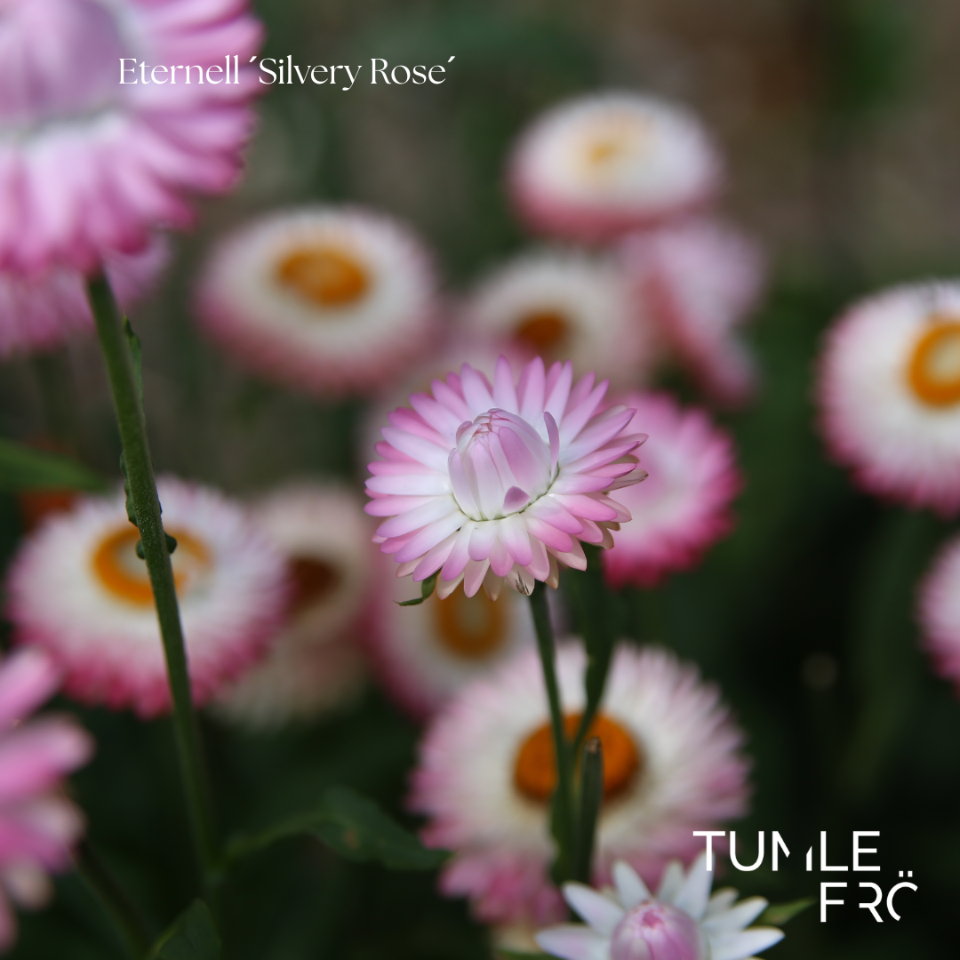 Eternell Frö ´Silvery Rose´
