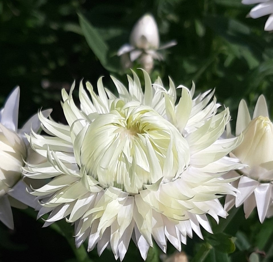 Eternell Frö ’Silvery White’ – Silvriga vita torkblommor – Tumle Frö
