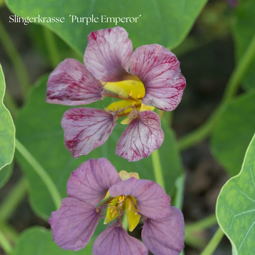 Slingerkrasse Frö ´Purple Emperor´