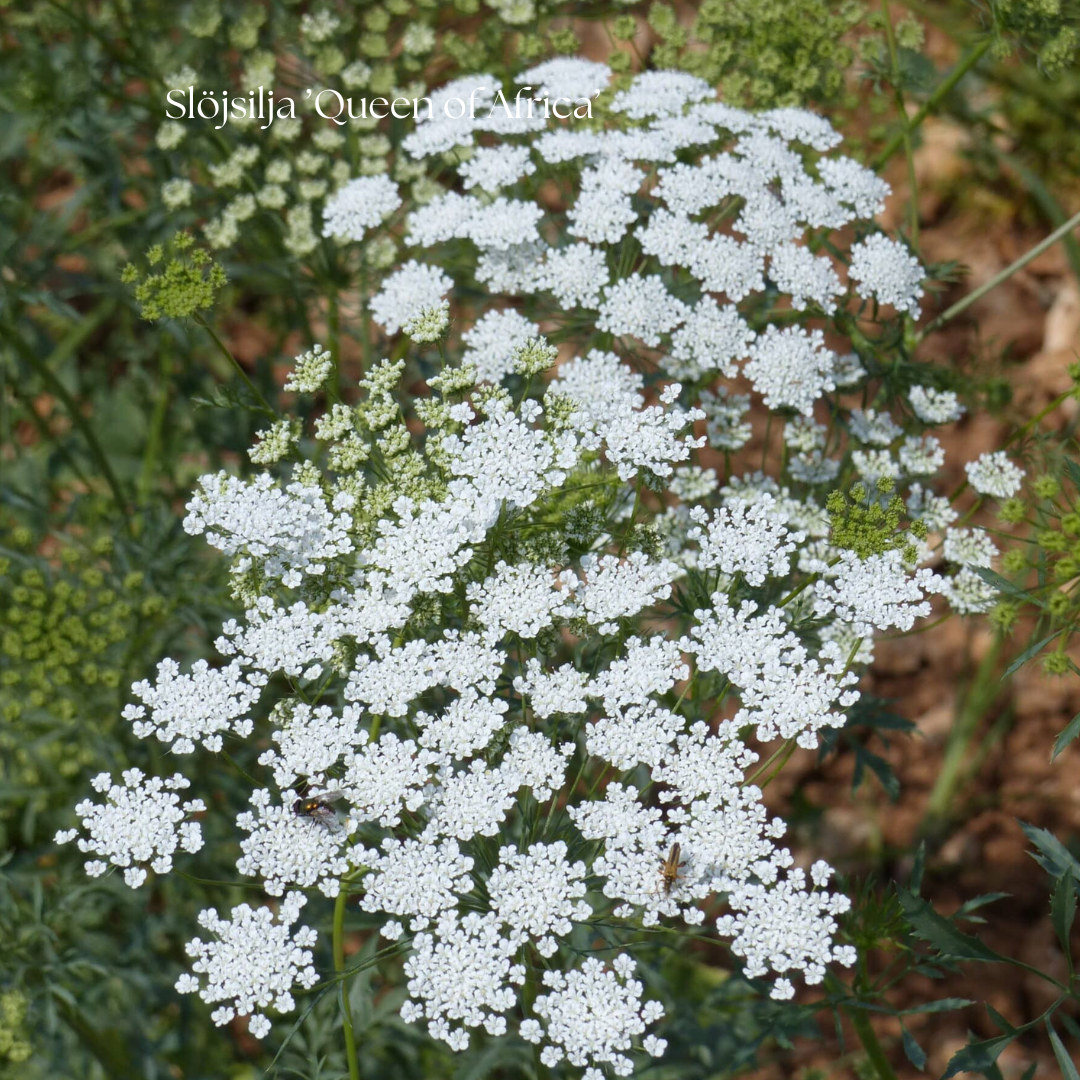 Ammi majus Queen of Africa – vita blomflockar i rabatt