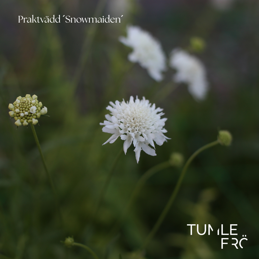 Praktvädd Frö ´Snowmaiden´