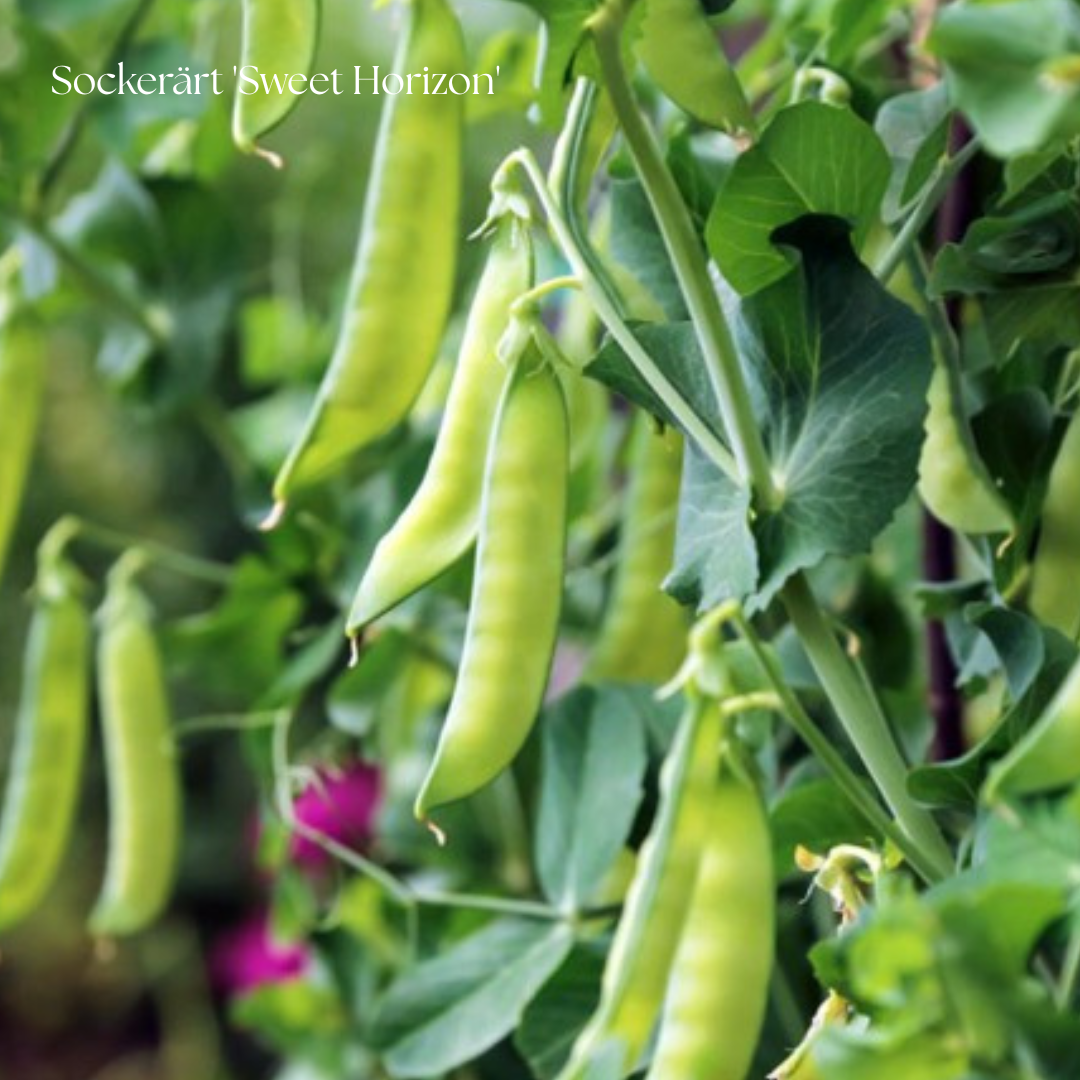 Sockerärt Frö 'Sweet Horizon' NYHET!