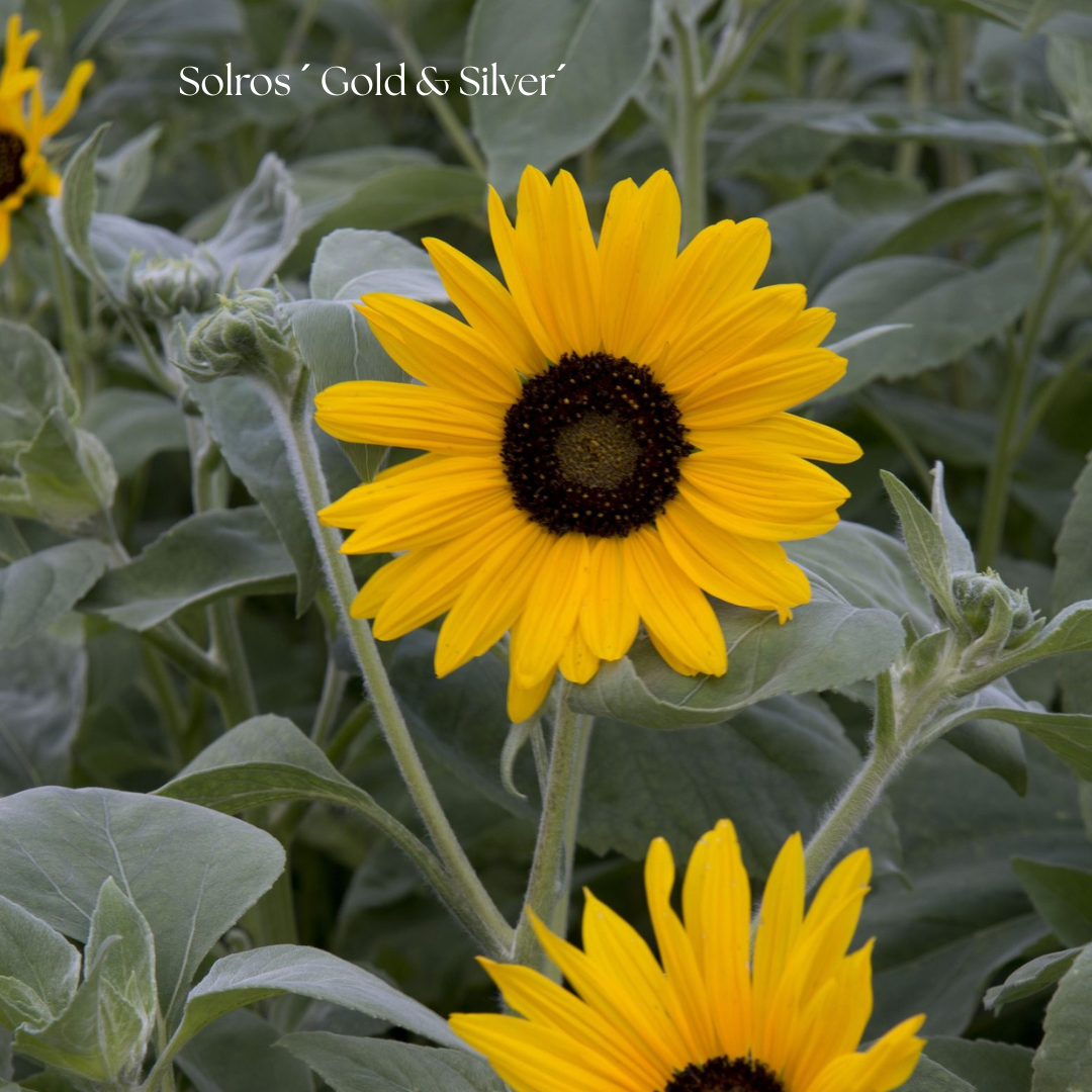 Solros Frö ´Gold & Silver´ NYHET!