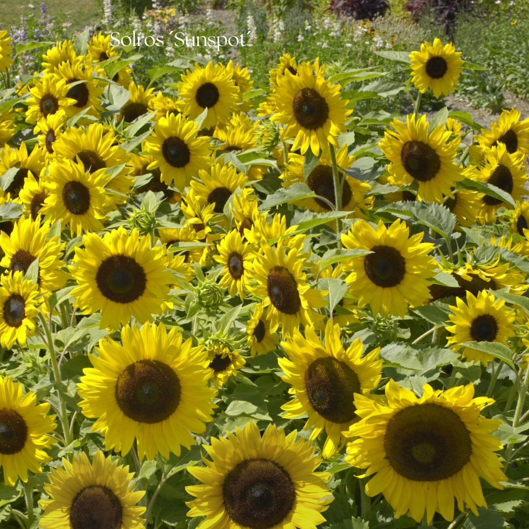 Solros Frö ´Sunspot´ NYHET!