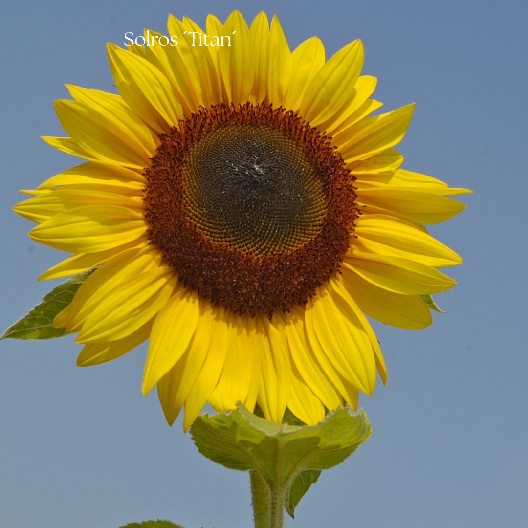 Solros Frö ´Titan´ NYHET