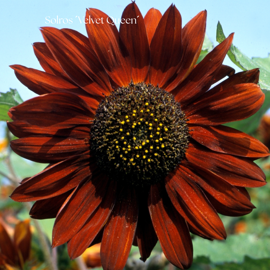 Solros Frö ´Velvet Queen´ NYHET!