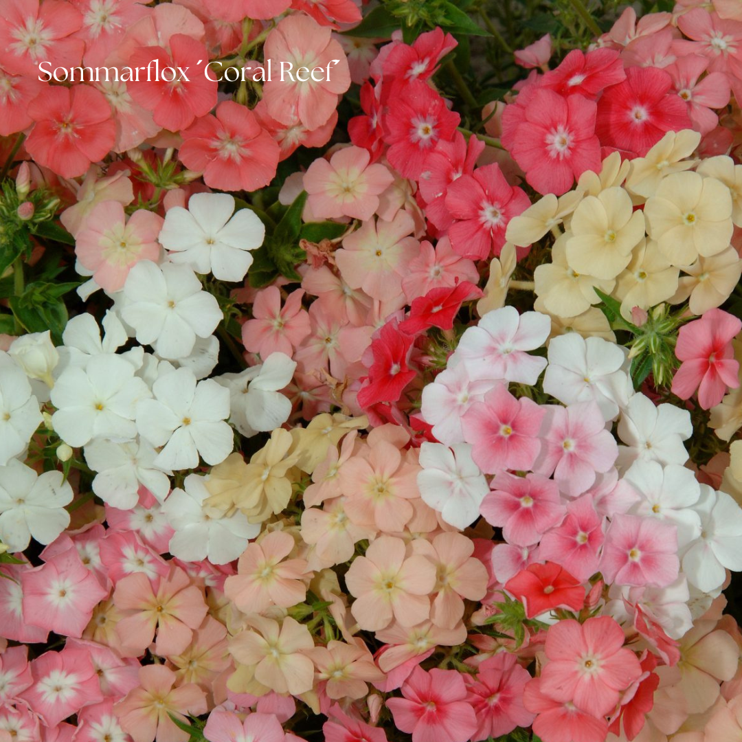 Sommarflox Frö ´Coral Reef´ NYHET!