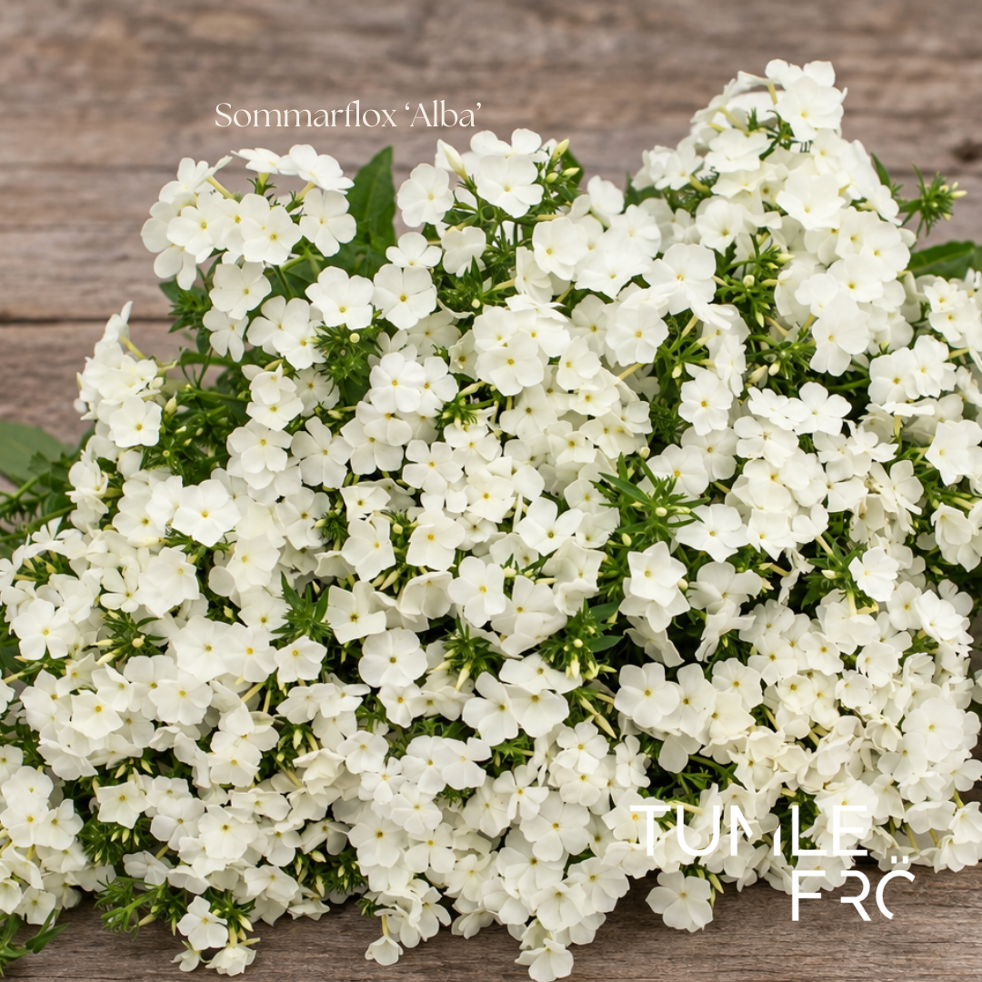 Sommarflox Frö ‘Alba’