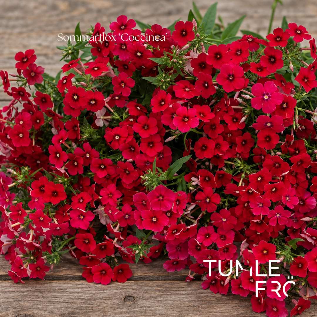 Sommarflox Frö ‘Coccinea’