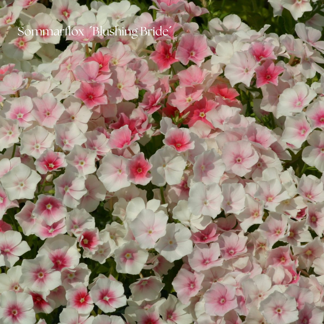 Sommarflox Frö ´Blushing Bride´