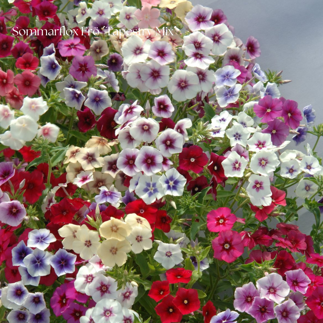 Sommarflox Frö ´Tapestry Mix´