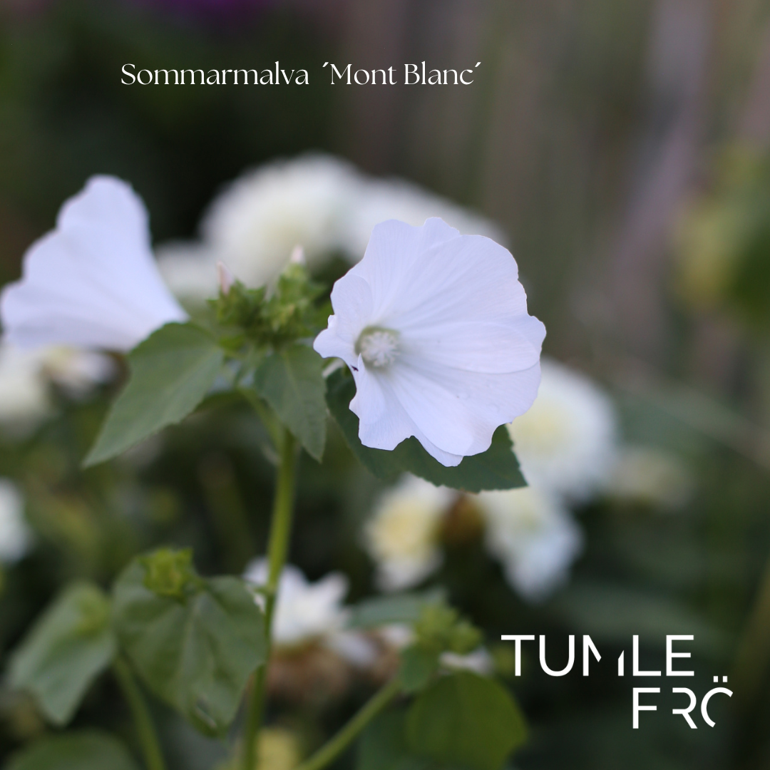 Sommarmalva Frö ´Mont Blanc´