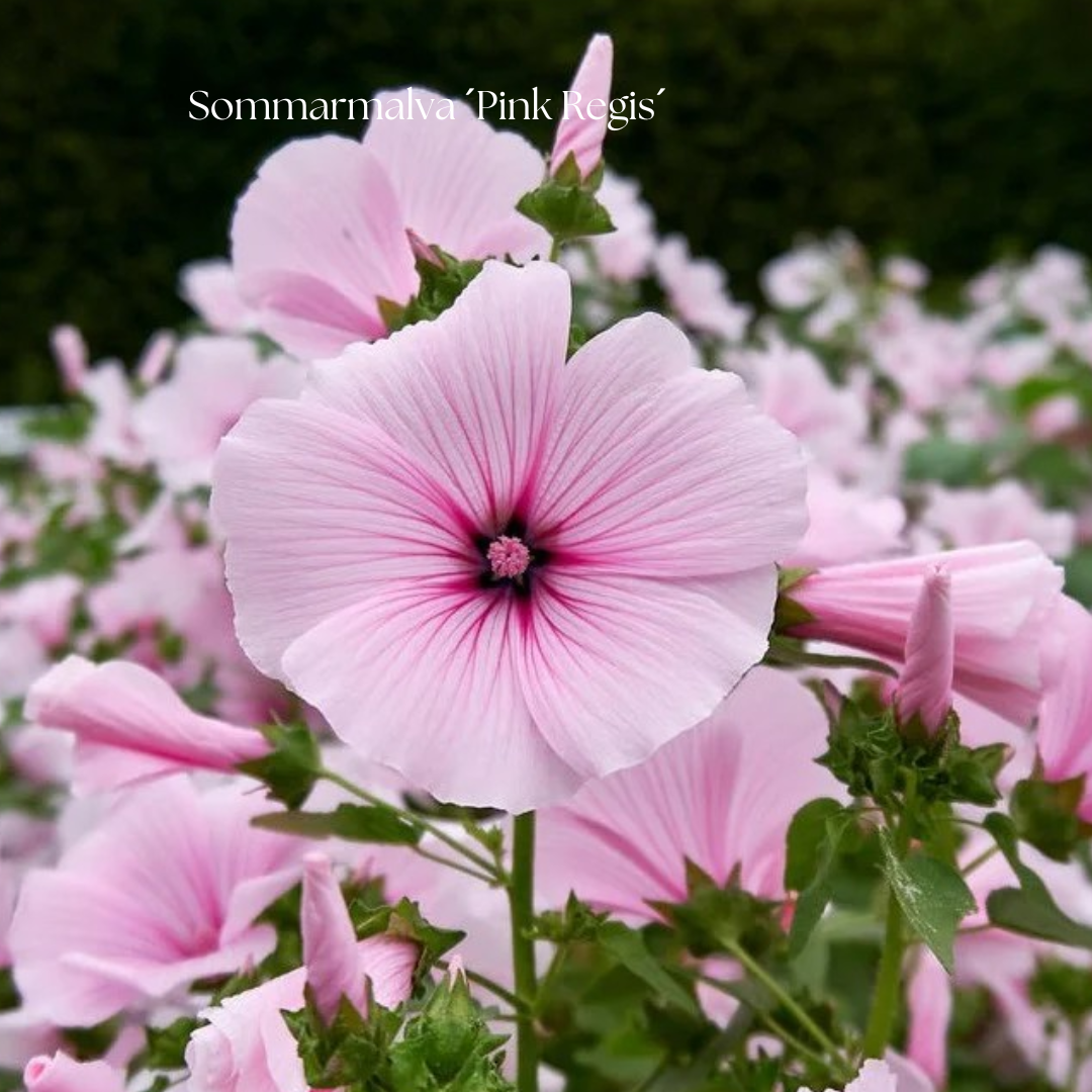 Sommarmalva Frö ´Pink Regis´
